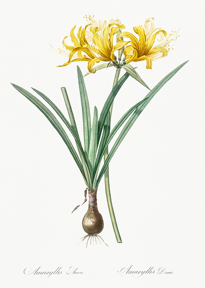 Yellow Amaryllis Flower Illustration