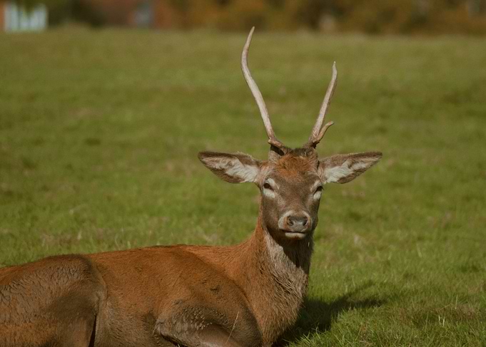 Deer in a Meadow