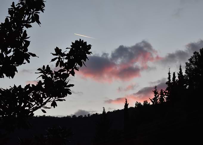 Silhouetted Trees