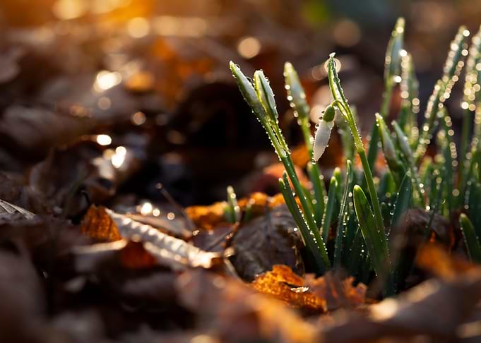 Snowdrops in Sunlight