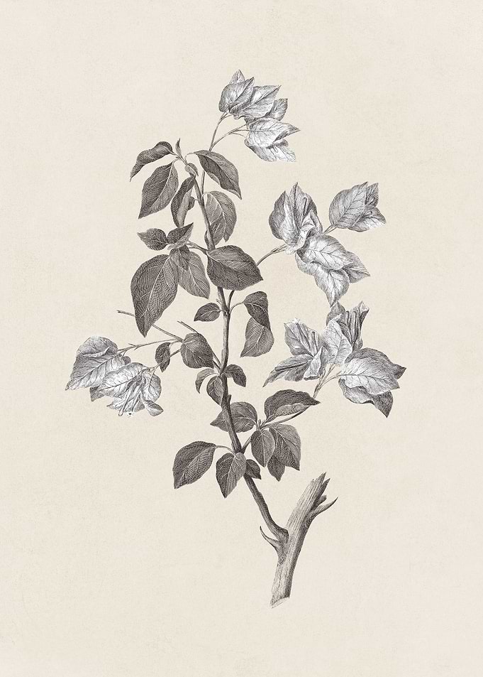 Bougainvillea Sketch no. 1
