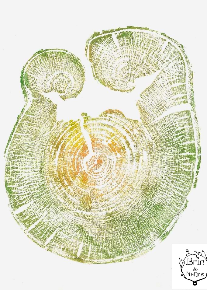 Tree Ring Watercolor Print