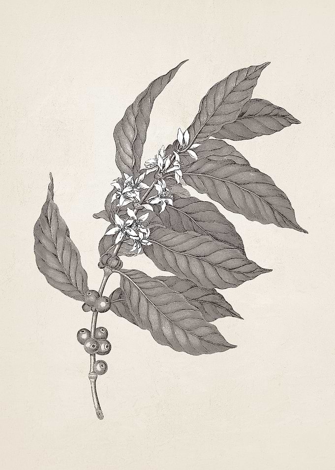 Coffee Branch Sketch no. 3
