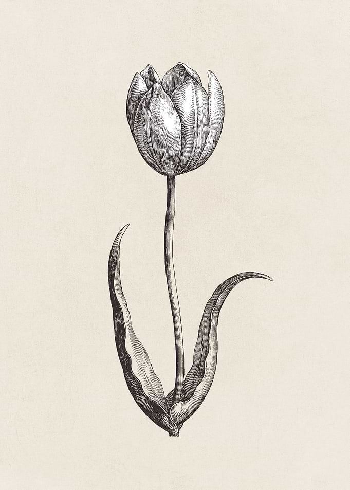 Vintage Tulip Illustration