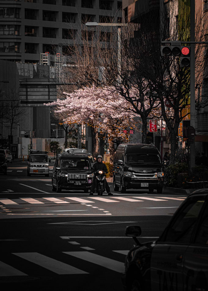 Cherry Blossoms in Tokyo
