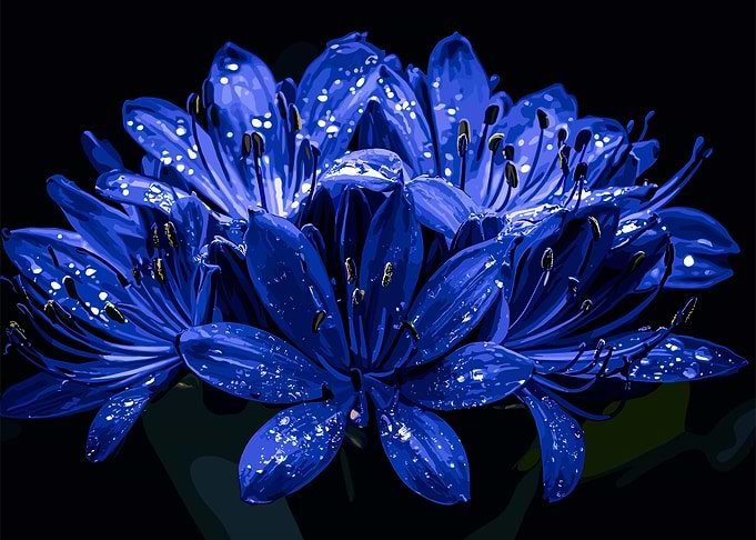 Blue Flower with Dew Drops