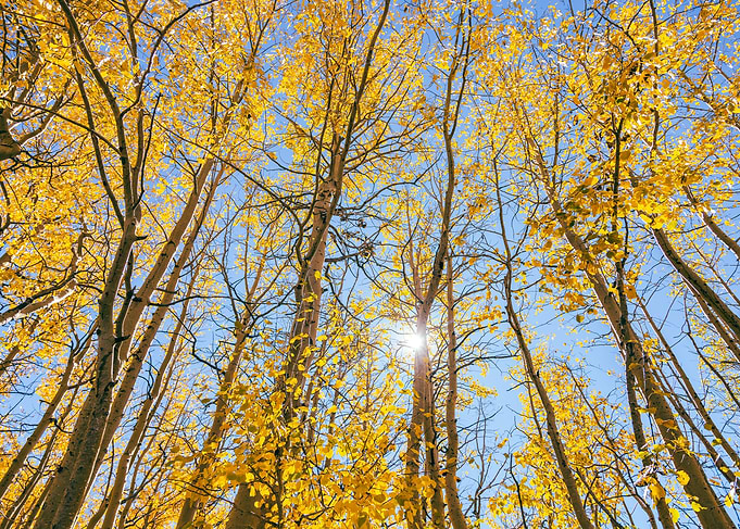 Golden Autumn Forest