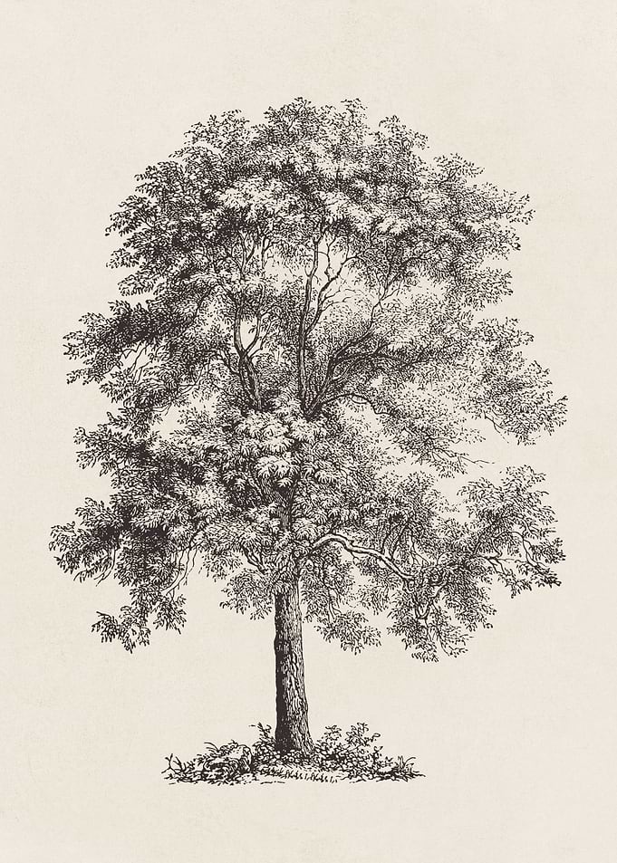 Ash Tree Sketch