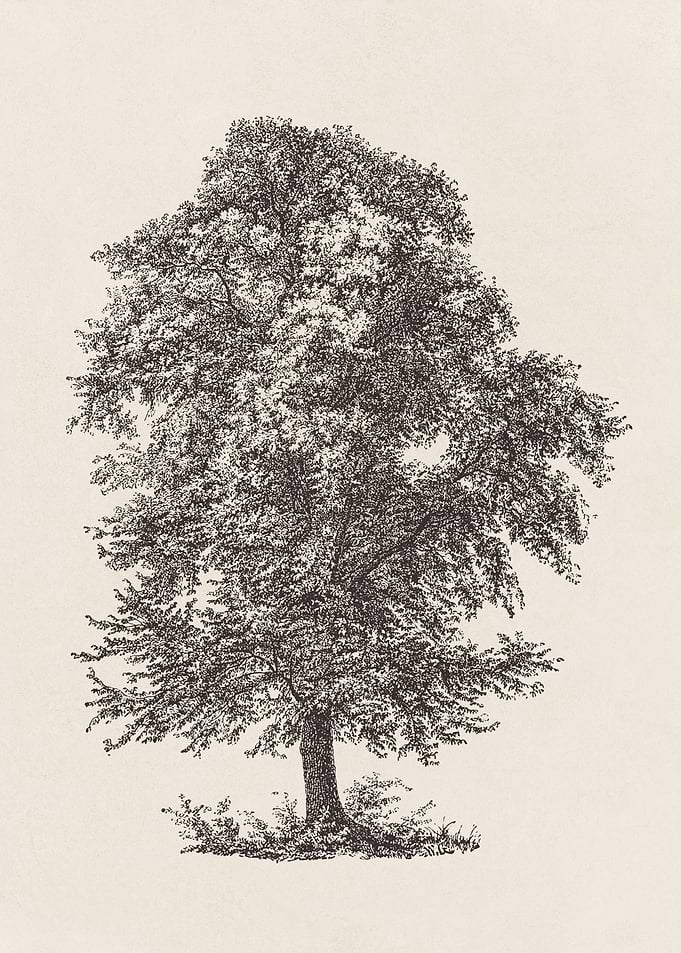 Beech Tree Sketch