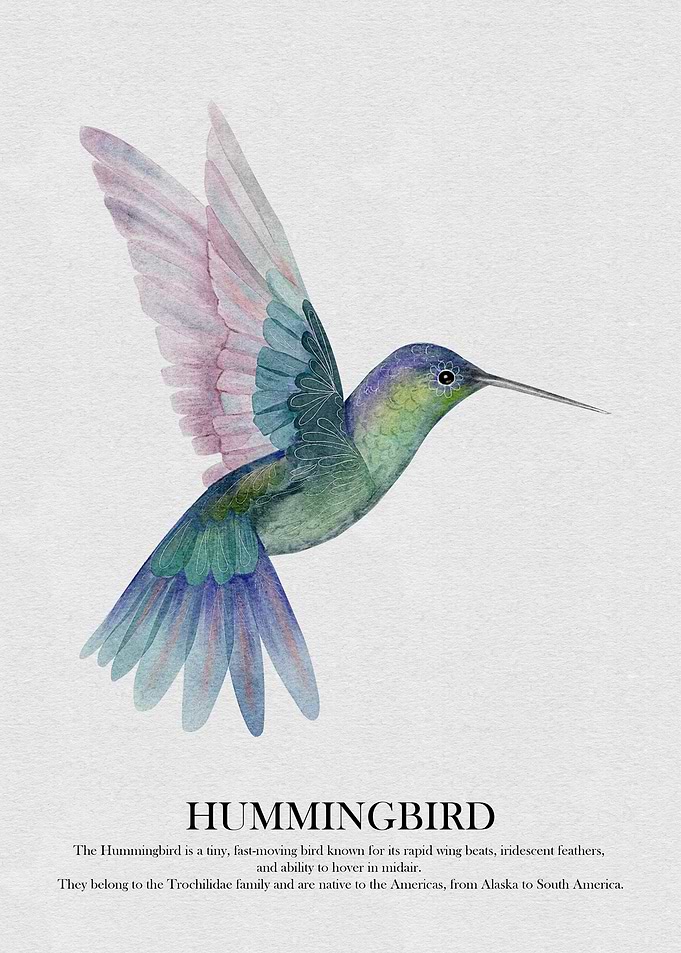Hummingbird Watercolor Illustration