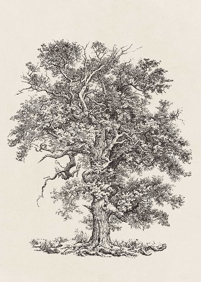 English Oak Tree Sketch