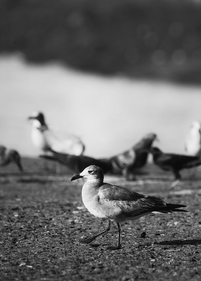 Seagull on Beach