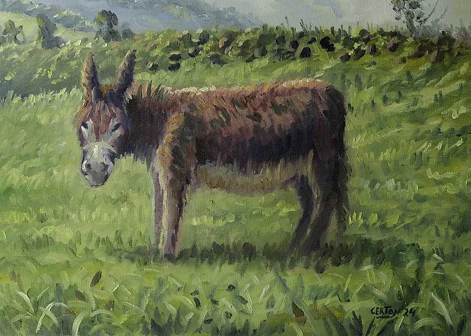 Donkey in a Field