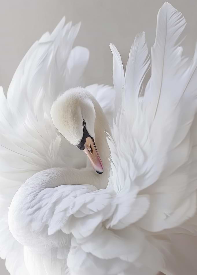 White Swan Portrait