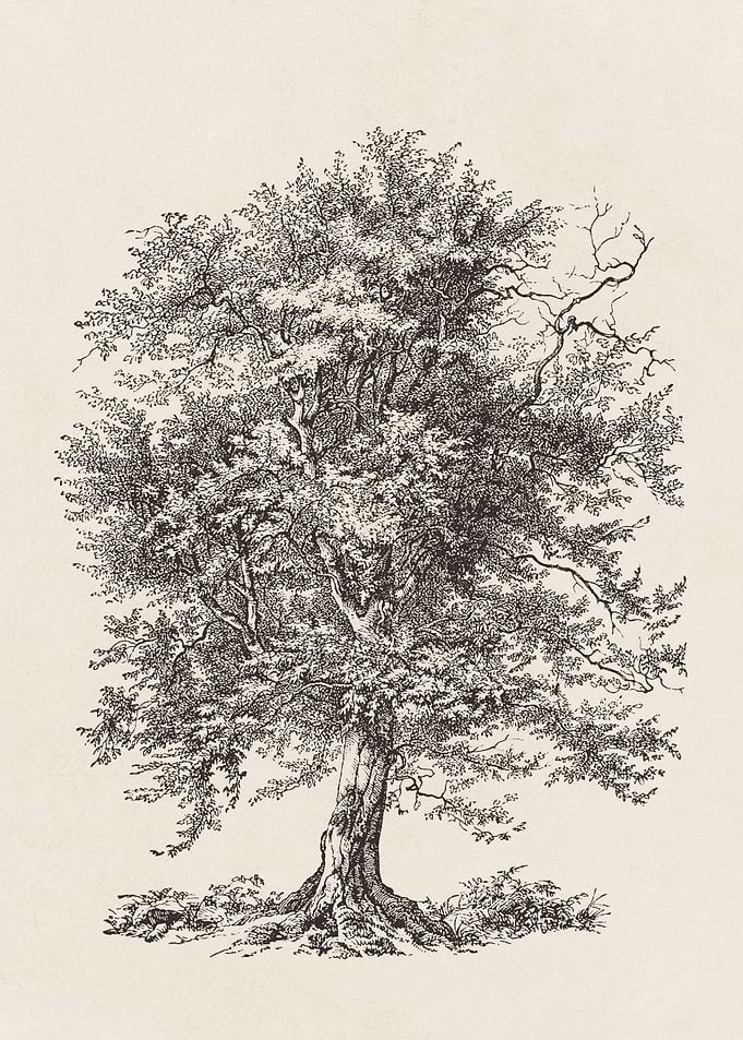 Hornbeam Tree Sketch