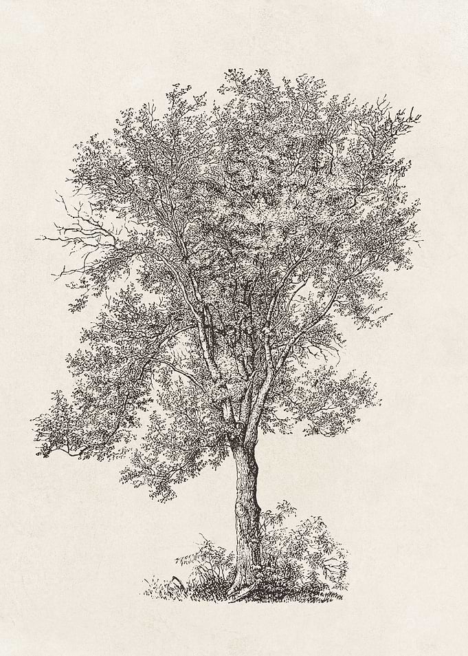 Aspen Tree Sketch