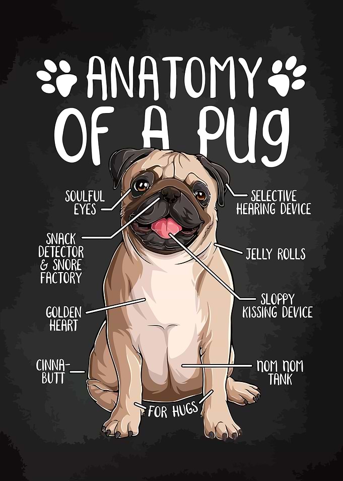 Pug Anatomy Illustration