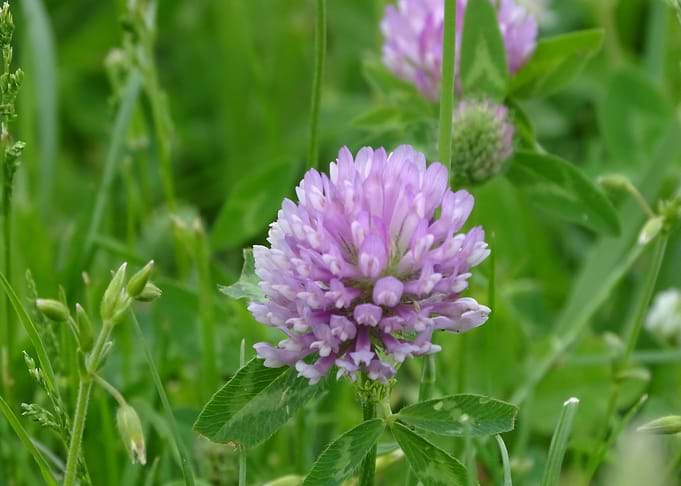 Pink Clover Flower