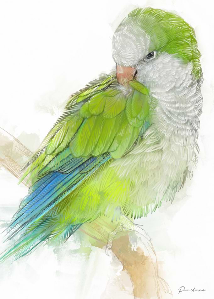 Green Quaker Parrot Illustration
