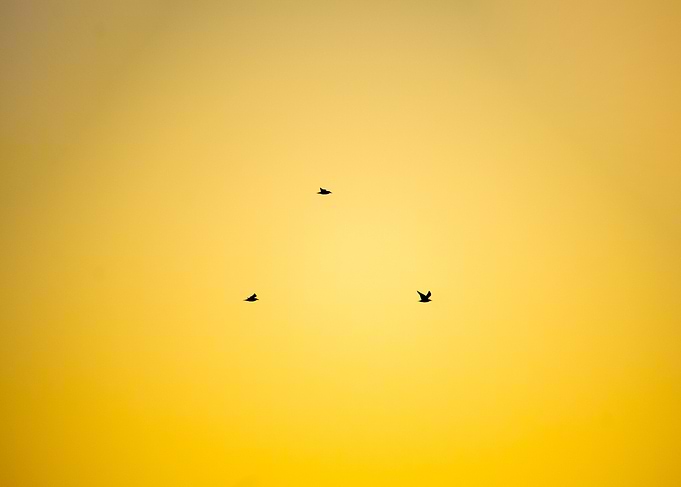 Birds in Golden Sky