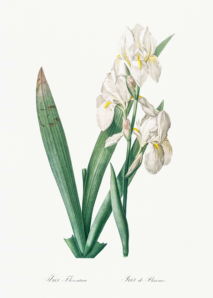 White Iris Flower Illustration