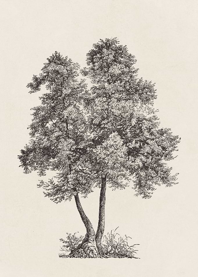 Alder Tree Sketch