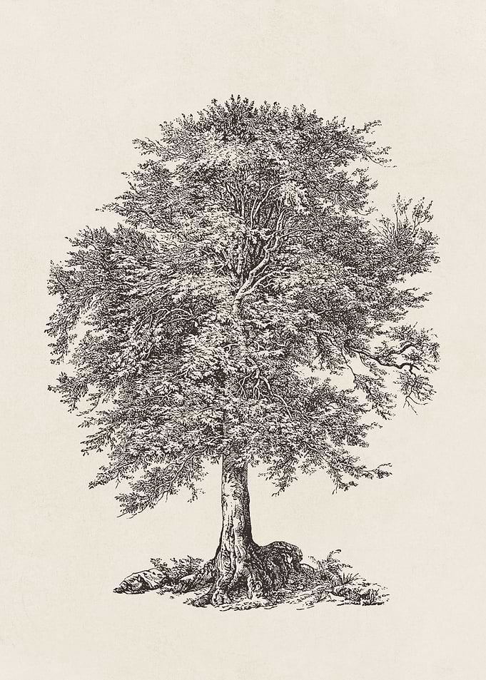 Elm Tree Sketch