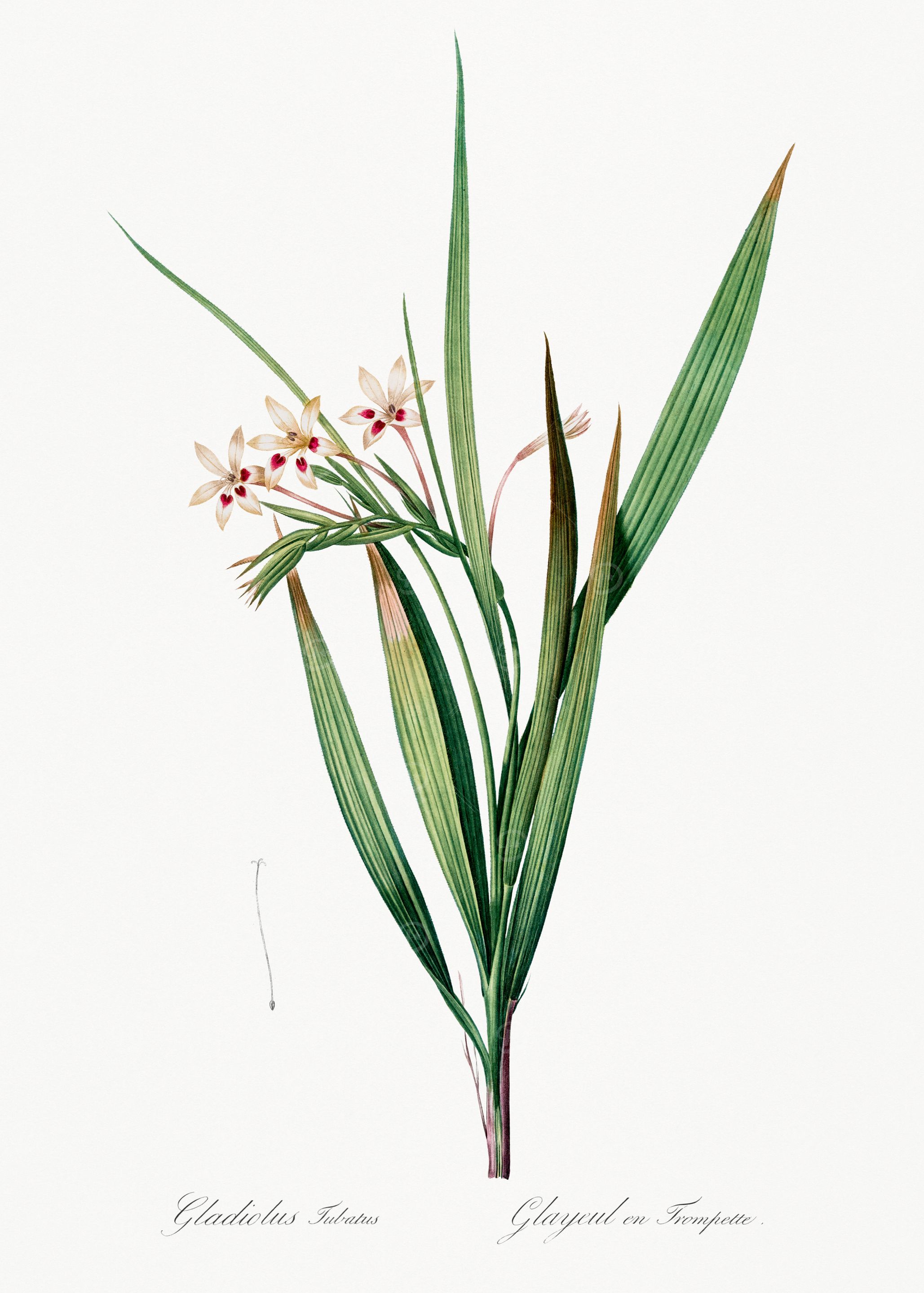Gladiolus Illustration