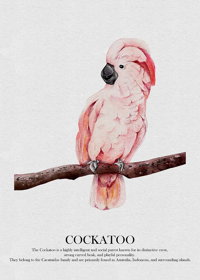 Pink Cockatoo Watercolor