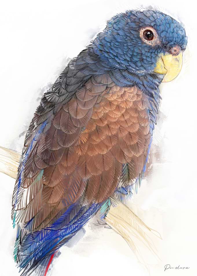 Pionus Parrot Watercolor