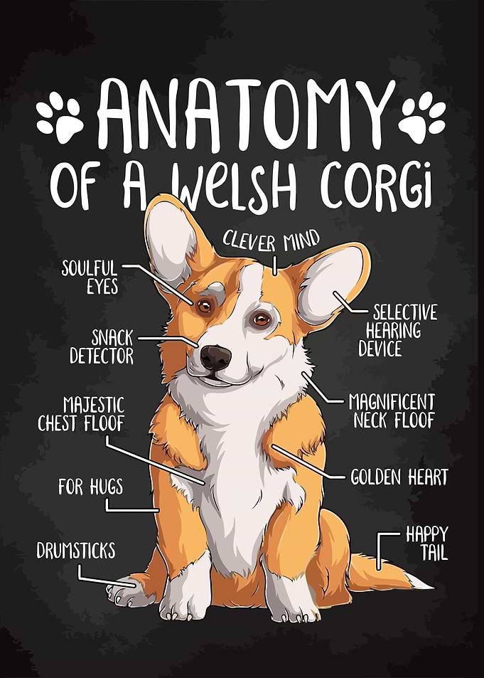 Welsh Corgi Anatomy Chart