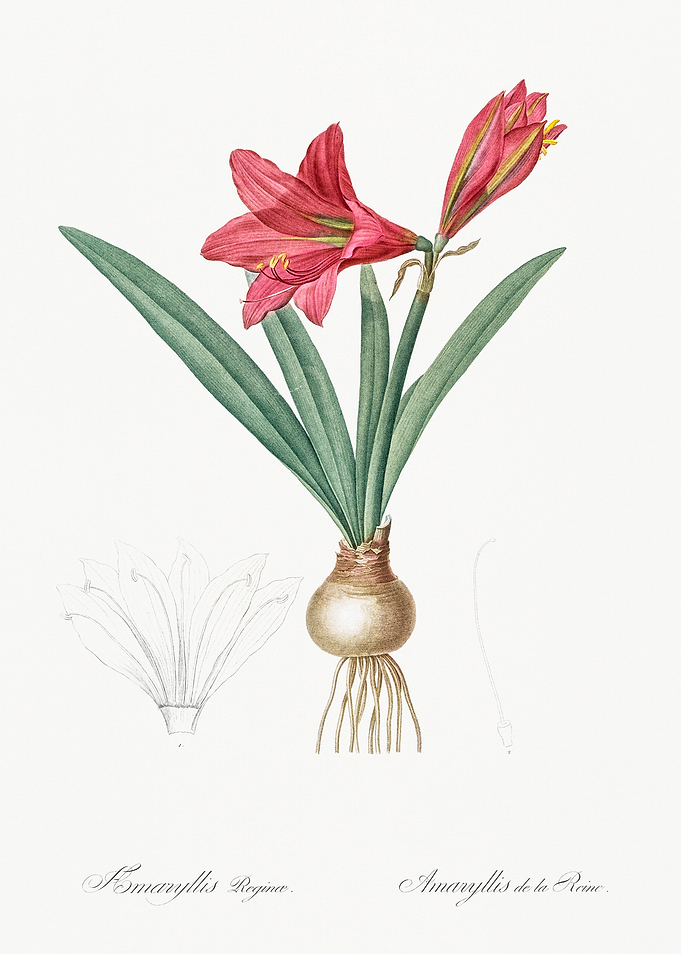 Amaryllis de la Reine Botanical Illustration