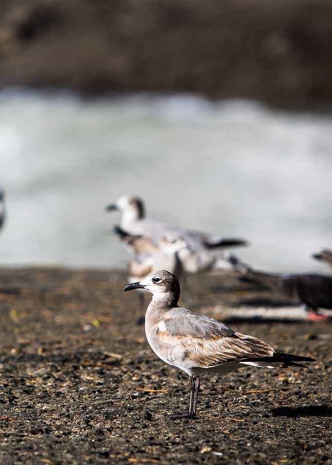 Seagull on Beach