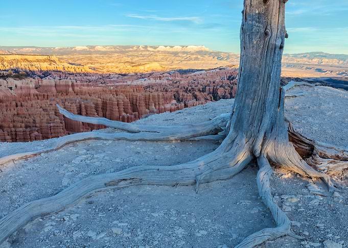 Bryce Canyon Tree Roots