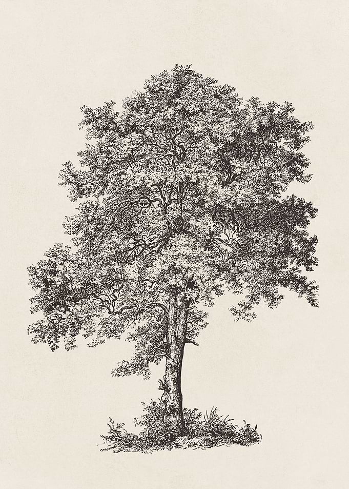 Maple Tree Sketch