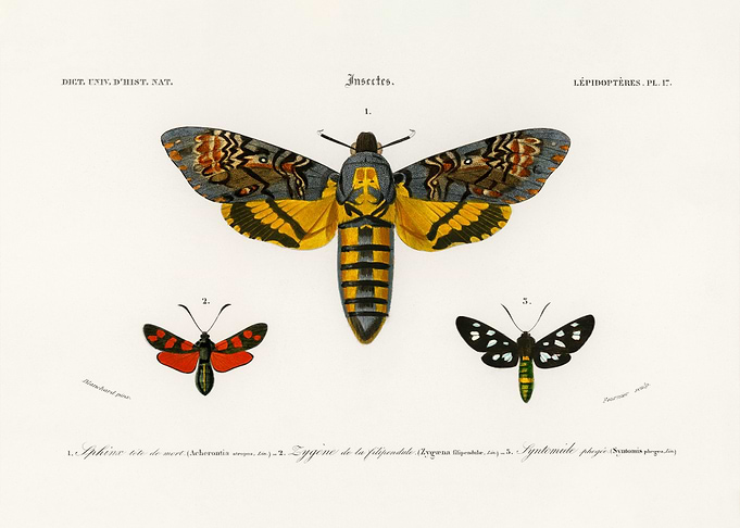 Collection of moths