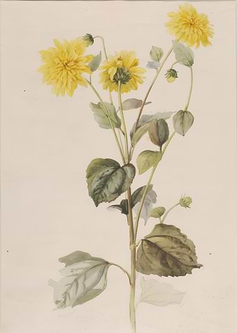 Vintage Illustration of Sunflower