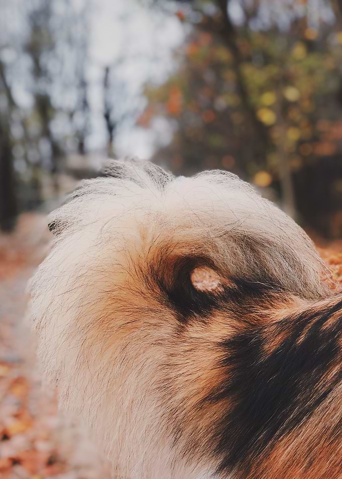 Curled in Autumn