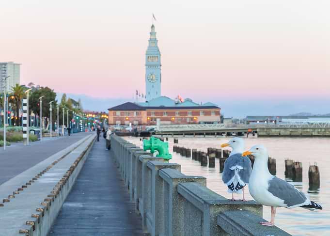 Seagulls on Pier with City View