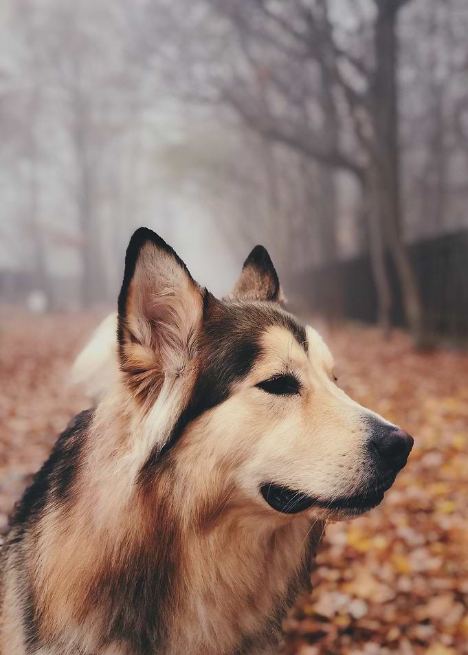Echoes of Autumn – Malamute in the Fog