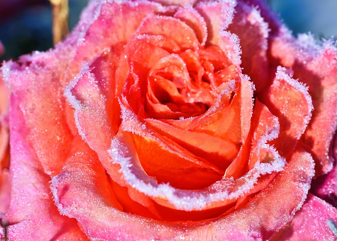 Ice Red Rose