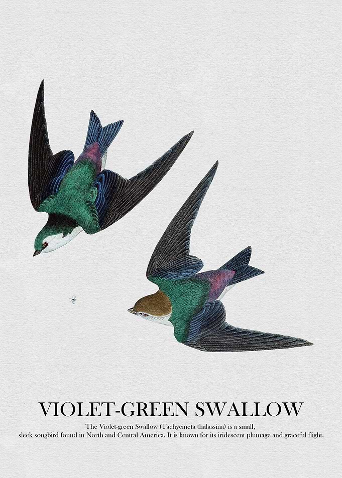 Violet-Green Swallow Illustration