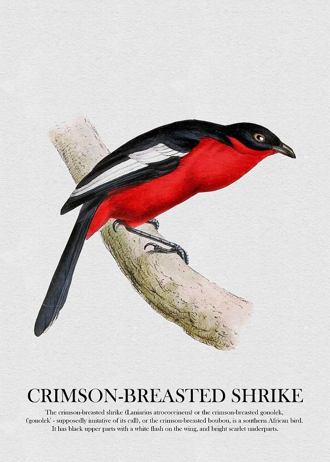 Crimson-Breasted Shrike Illustration