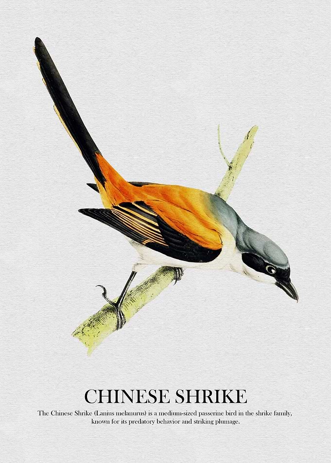 Chinese Shrike Illustration
