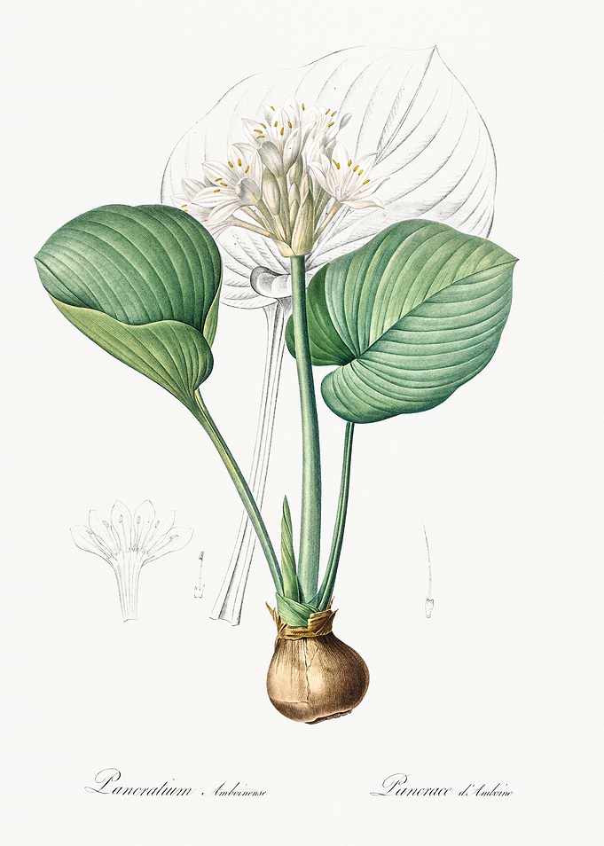 Pancratium Flower Illustration