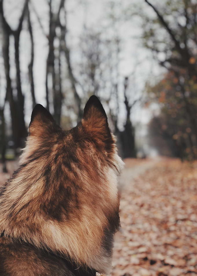 The Path Ahead – A Canine Perspective
