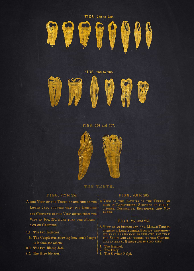 Vintage Dental Illustration