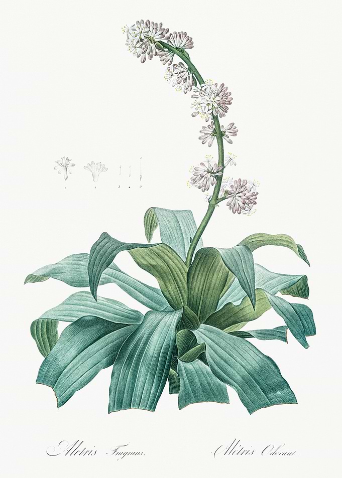 Fragrant Mitris Flower Illustration