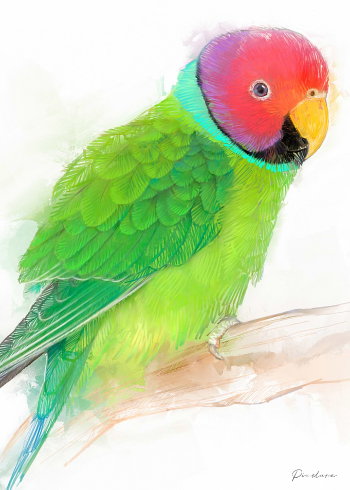Green Parrot Illustration