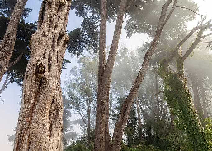 Foggy Forest Trees